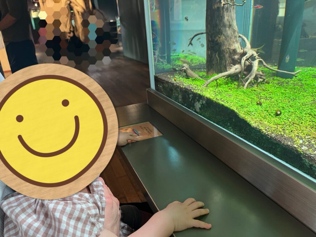 水槽を眺める子どもと緑が広がる水槽展示