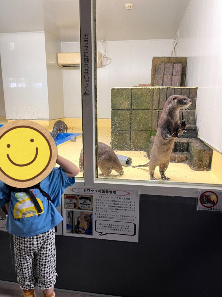 越前松島水族館でカワウソを見る3歳児