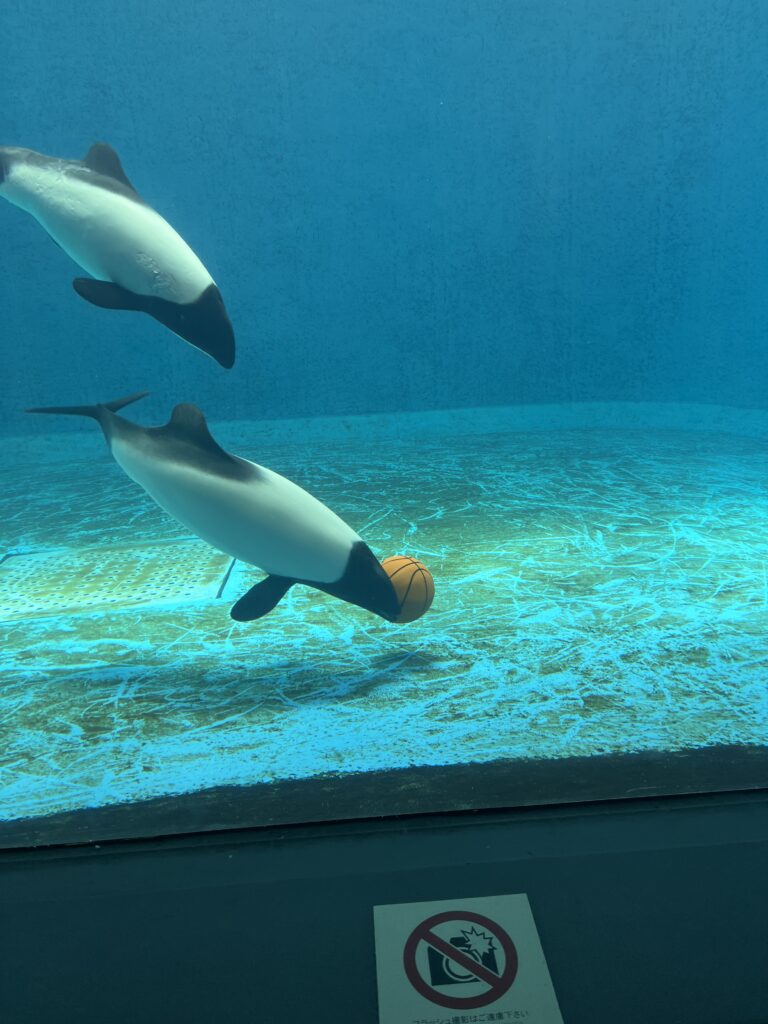 鳥羽水族館の水槽でボール遊びをする2頭のイルカ。