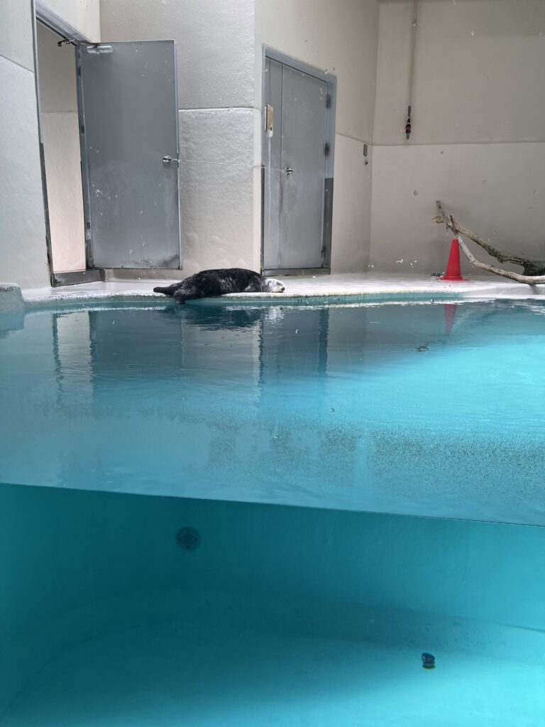 鳥羽水族館の水槽で横になっているラッコ。
