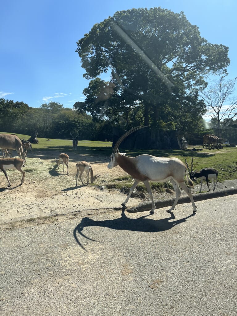 姫路セントラルパークのドライブスルーサファリで、車道を歩く長い角の草食動物